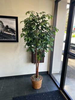 Free silk plant