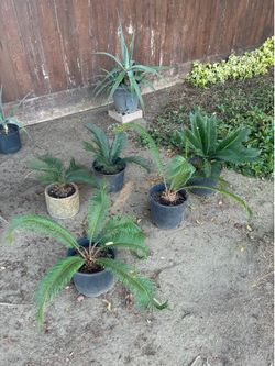 Potted sagos/aloev Vera plants