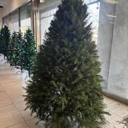 Hermosos árboles Naturales 