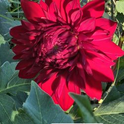 Dahlia Plants Manhattan $5 each