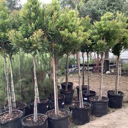 Japanese Blueberry Trees 15gallon @@956@292@8442
