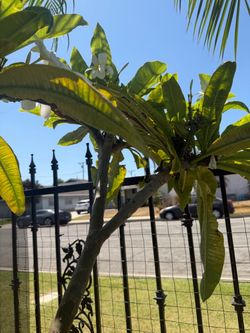 Plumeria plant