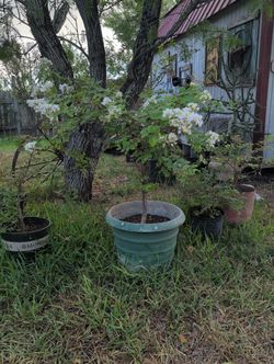 White Crape Myrtle