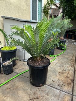 Encephalartos arenarius cycad