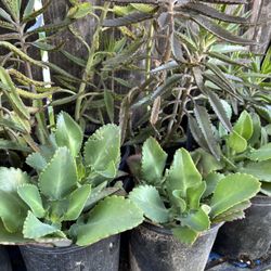Kalanchoe O Madre De Miles