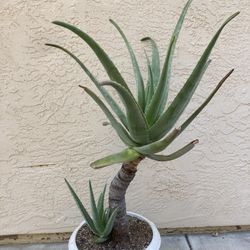Large 30 Year Old Aloe Vera Aloe Babadensis Plant, Unusual, Specimen Plant