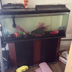 Fish Tank 