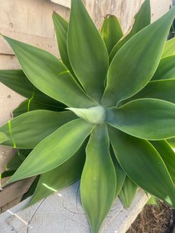 Large Agave plants