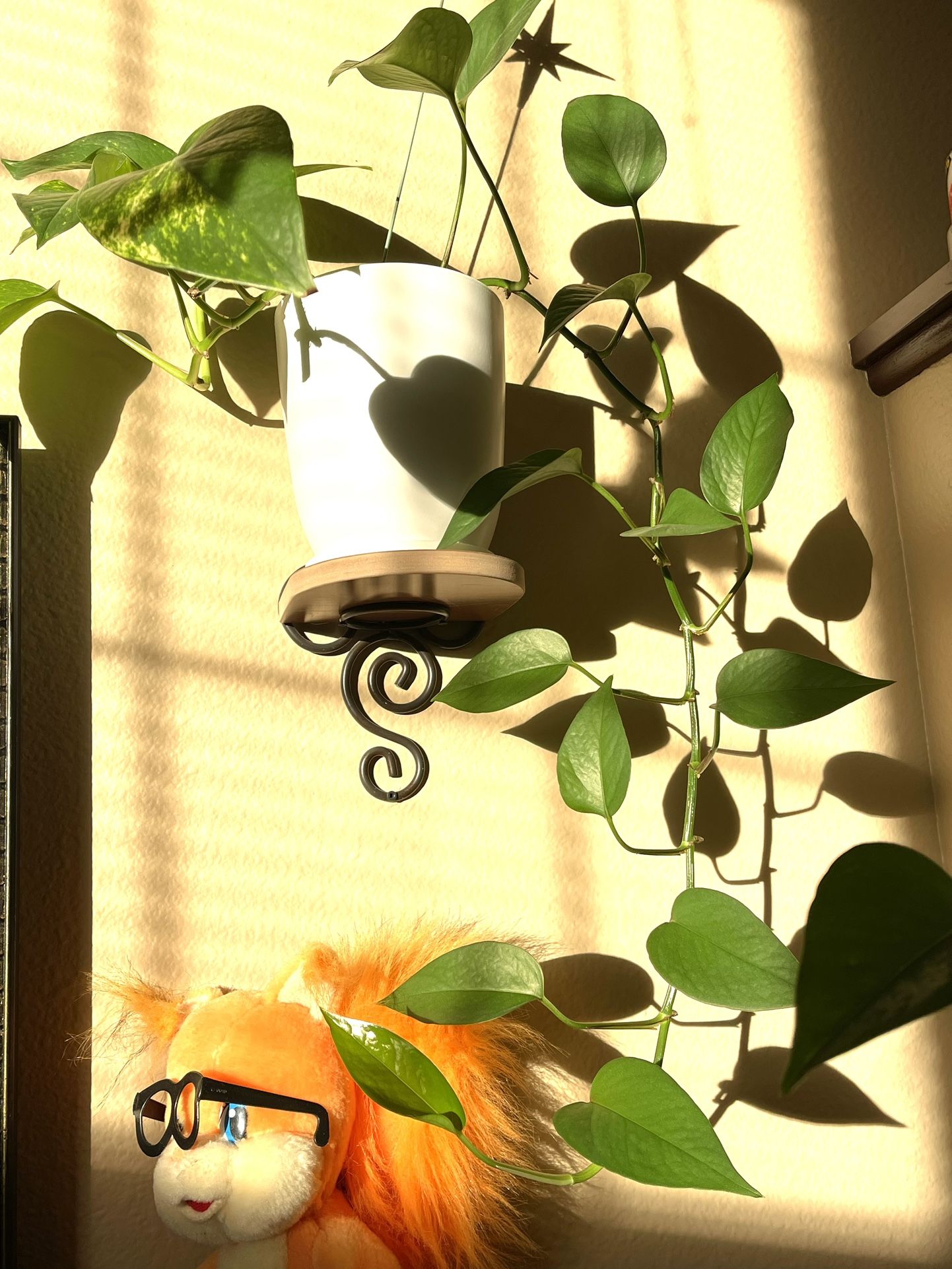 Golden Philodendron House Plant, Pothos In Ceramic Pot 6"H .