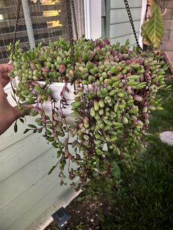 Large String of Rubies plant