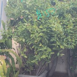 Variety Of Plants And Trees!