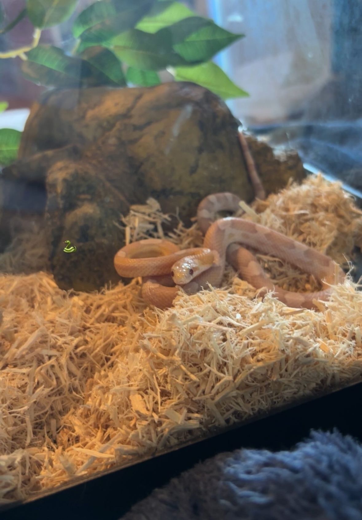 Young Corn Snake With Tank