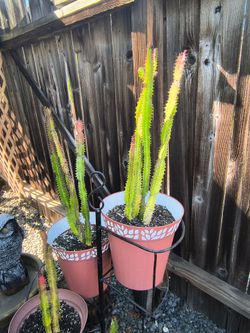 Live Potted Euphorbia Succulent Plants
