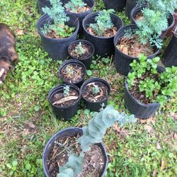 Plantas De Eucalito