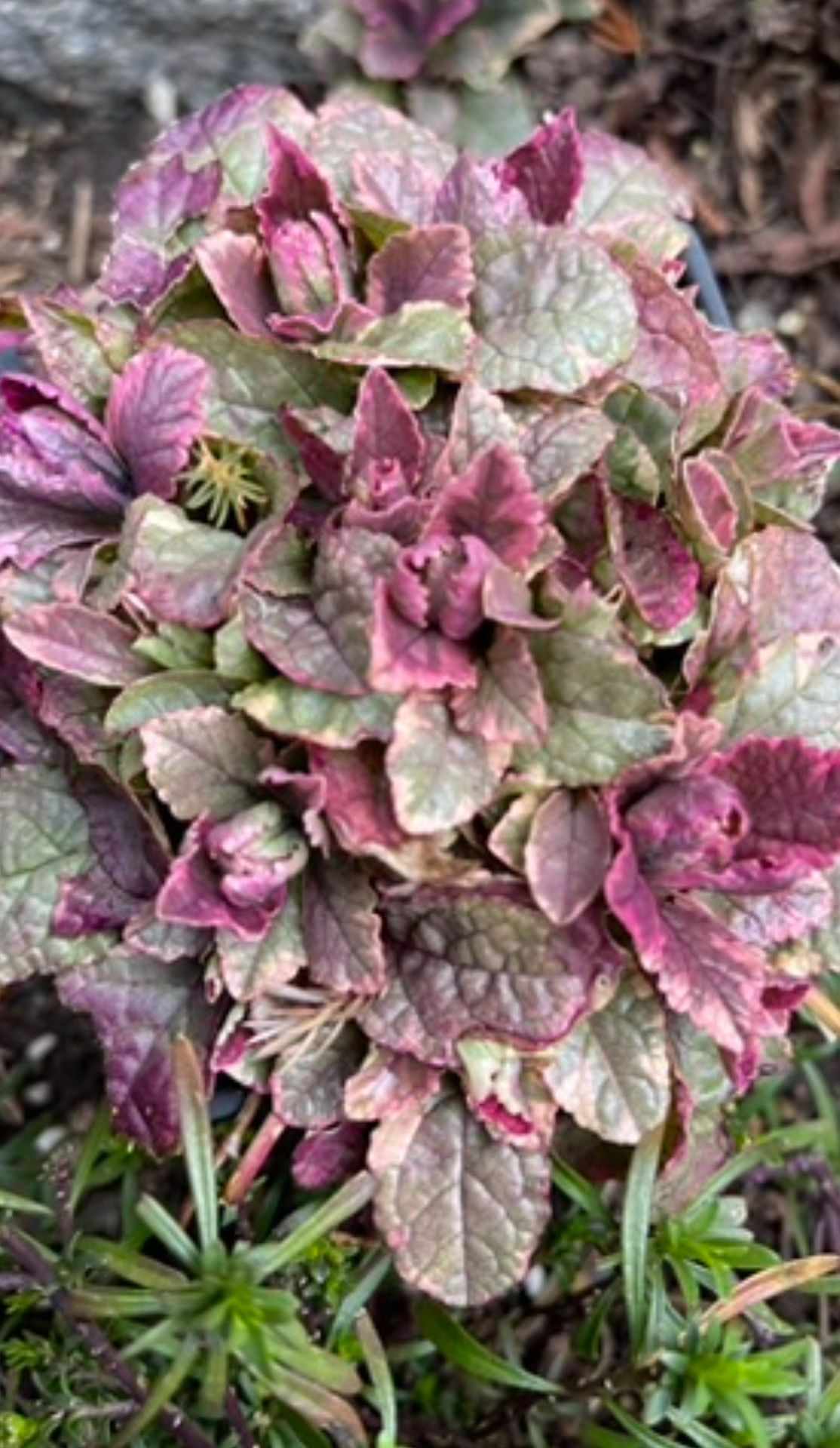 Bugleweed (Ajuga Reptans 'Burgundy Glow') Perennial Plant.