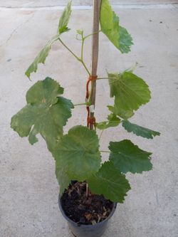 Grape one gollon  pot 10.00 dlls