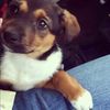 jack