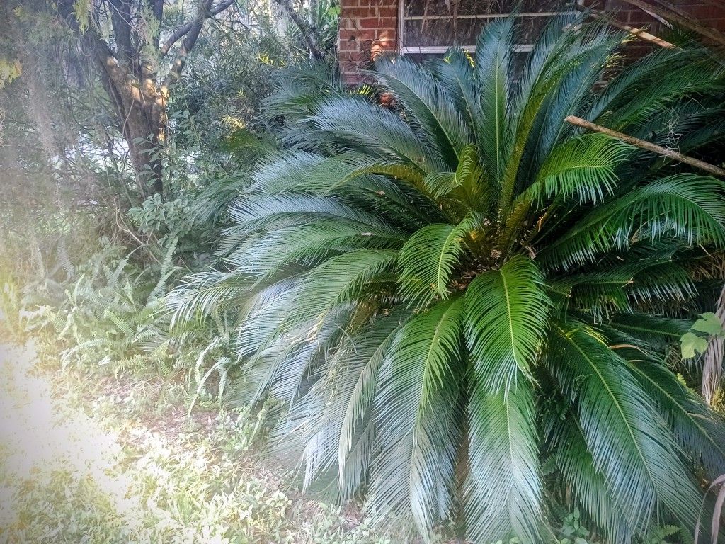 Sago Palm