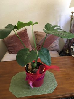 Monstera