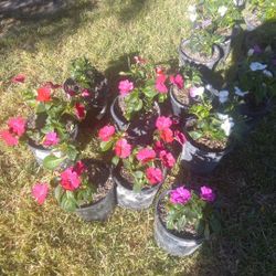 Beautiful Pink Flower Plants And White Flowers  Plants $6 Each 