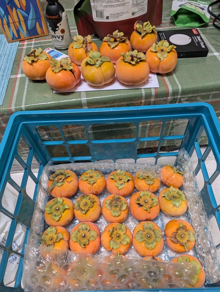PERSIMMONS