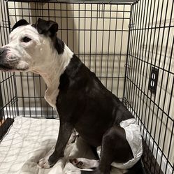 28” wide X 28” Tall X 43” long Dog Crate (dog Not Included)