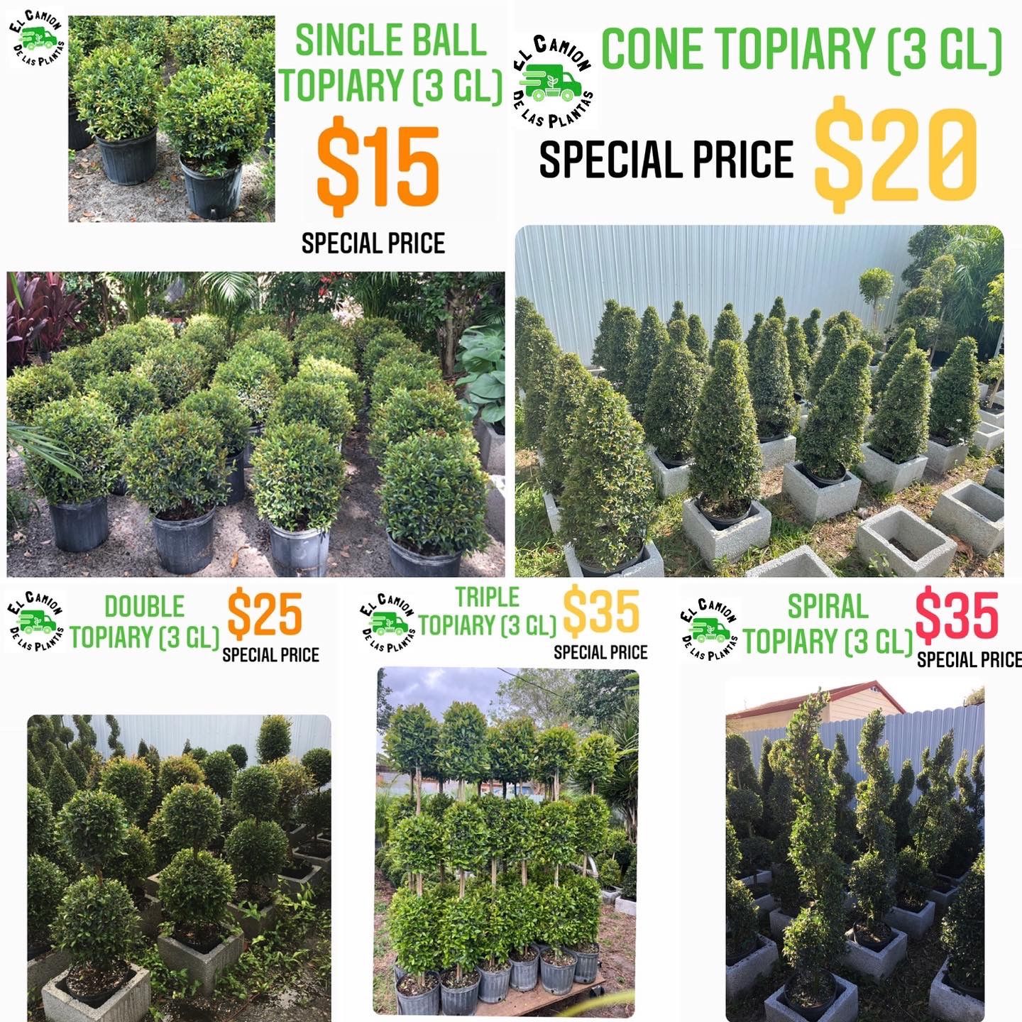 HOME PLANTS- SPECIAL PRICE TOPIARY