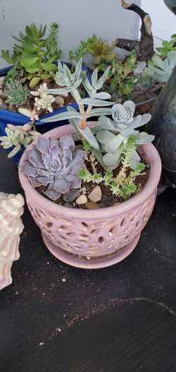 Succulent garden