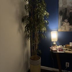 6’5 False Bamboo Plant (2 Available) 