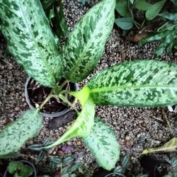 Dieffenbachia Potted Plant House Plant