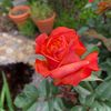 Roslyn