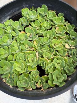 Water lettuce