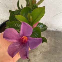 Mandevilla Purple Flier Climbing Plant, In 1 Gallon Pot Pick Up Only