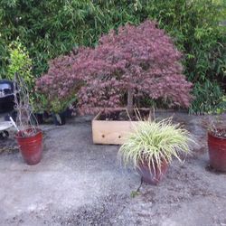 Laceleaf Japanese Maple 