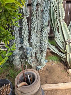 Cactus of different types