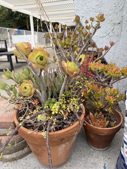 3 medium/large succulents in pot
