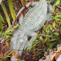 Outdoor Patio Crocodile Decor 35” Long 