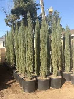 Italian Cypress 8-9 Feet Tall When Planted 20 Gal