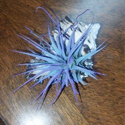 Air Plants in Shells