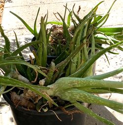 FREE Aloe plants
