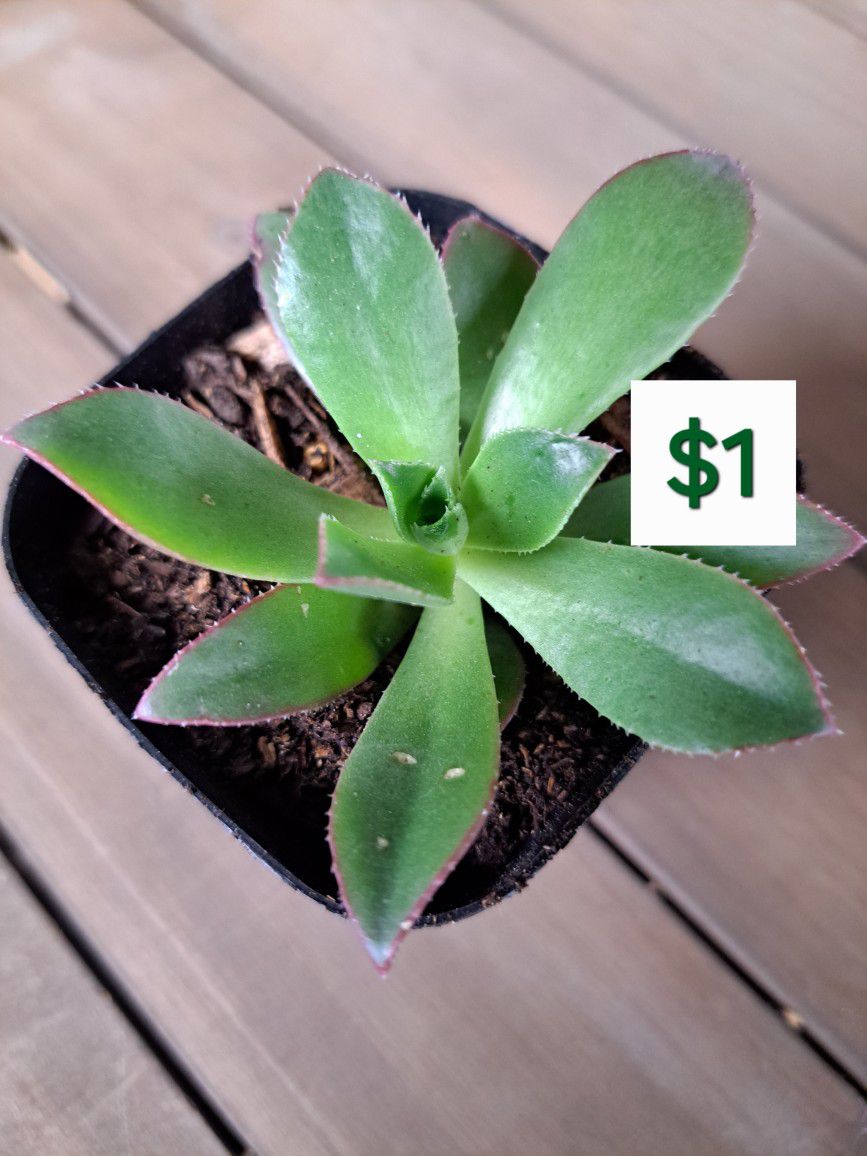 $1 Succulent/ Suculentas Por $1