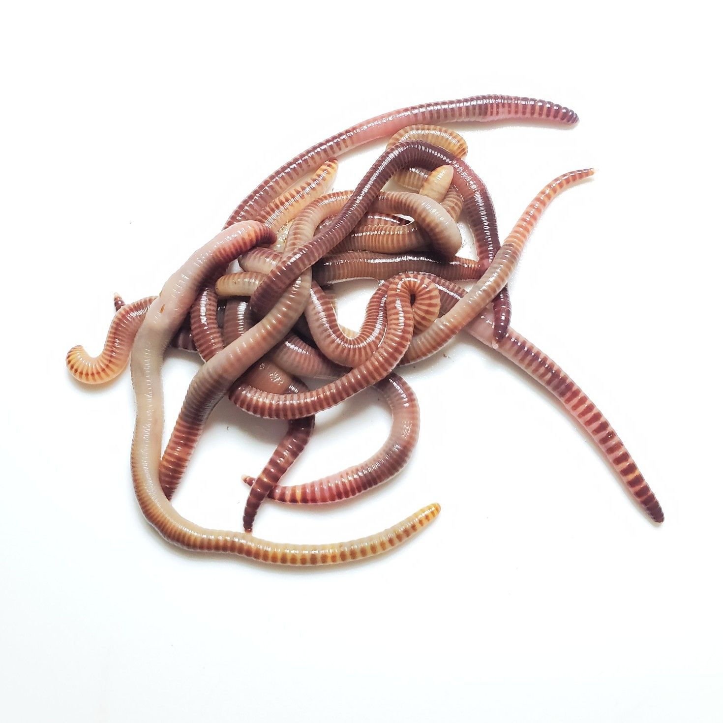 European Nightcrawler Bait Worms For Sale for Sale in North Las Vegas, NV OfferUp