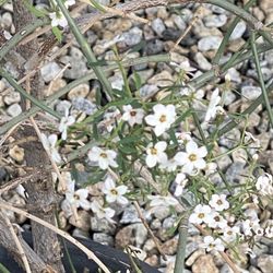 Flower Bush