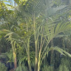 King Palm Tree