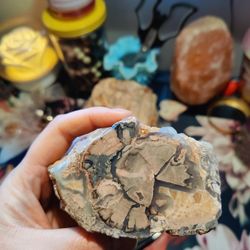 Petrified Wood- Blue Forest Wyoming