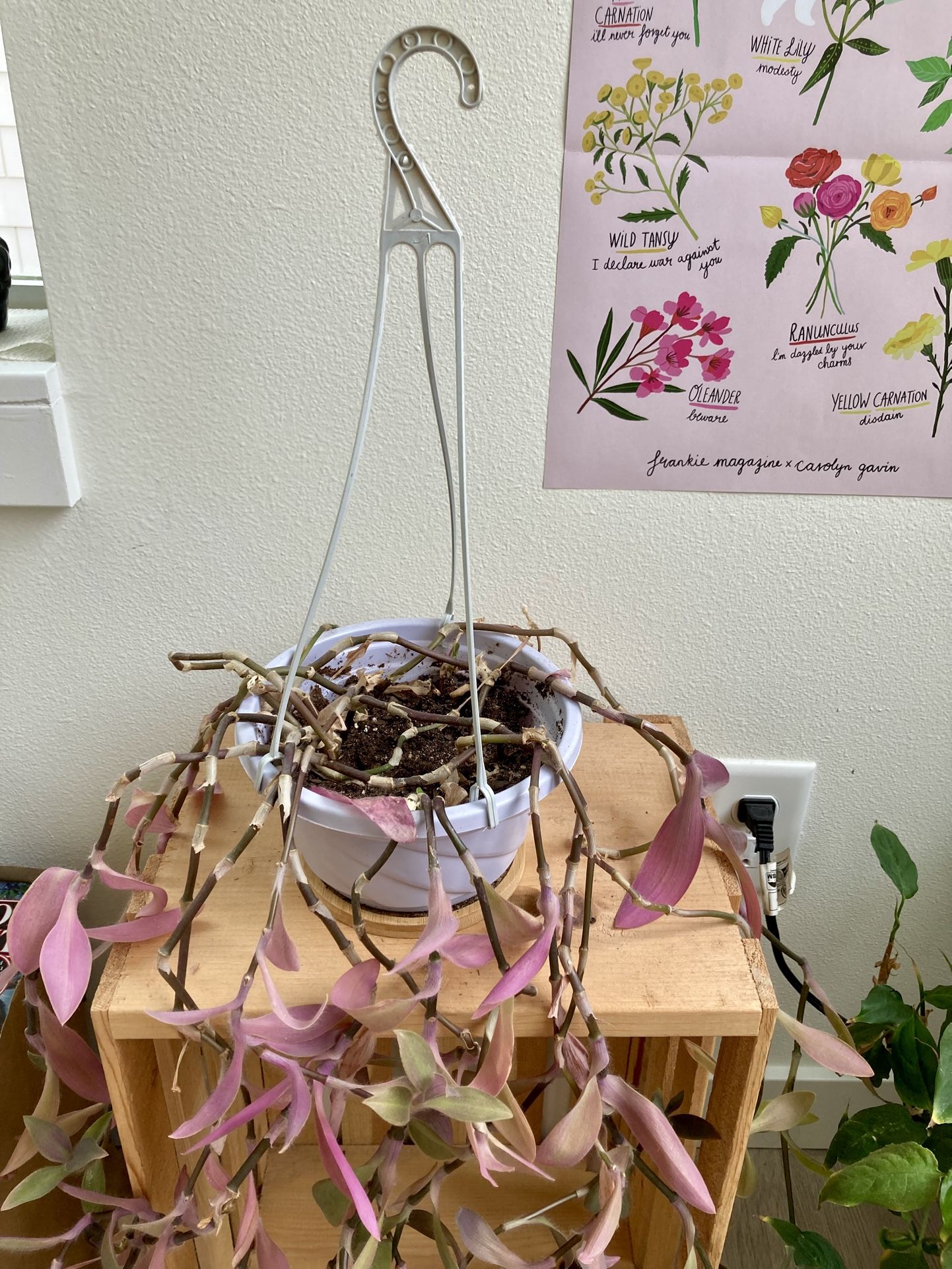 Tradescantia Zebrina Plant In Hanging Basket