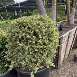 Variegated Boxwood Globes 