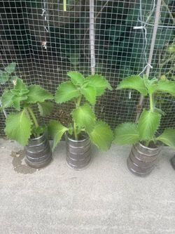 Mexican  Oregano 🌿 (oregano cubano)  Vicks