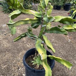 Fruit Tree ~dragon Fruit