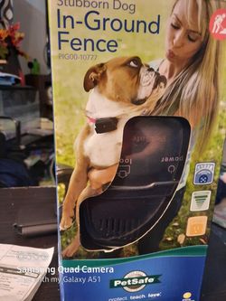 Stubborn dog inground fence